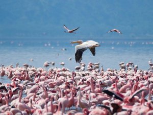 Flamingos and pelican flying over