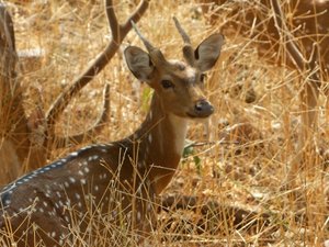 India deer