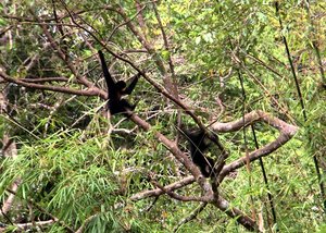 Vietnam wildlife gibbons