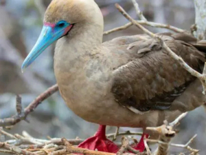 Red-footed booby perched in a nest of branches, Galápagos