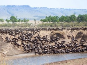 large herds of animals gathered by the water