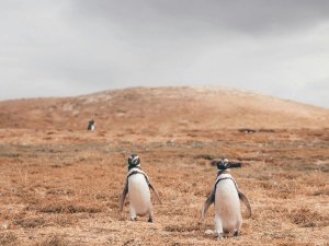 Magellanic penguins