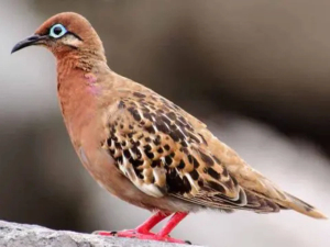 Galápagos dove with distinctive blue eye-ring and red legs, perched on rock