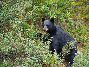 black bear