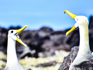 Two waved albatrosses performing their bill-clacking courtship display, Galápagos