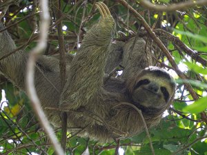 Sloth hanging in tree