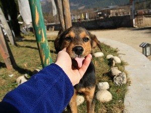 Dog