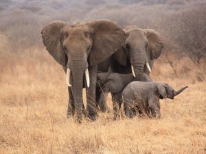 family of elephants