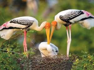 Bharatpur bird sanctuary