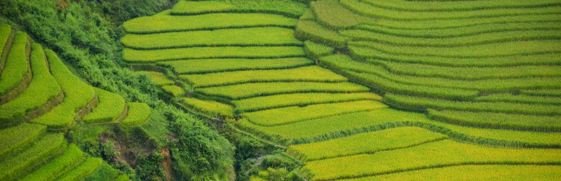 Vietnam rice paddies aerial shot
