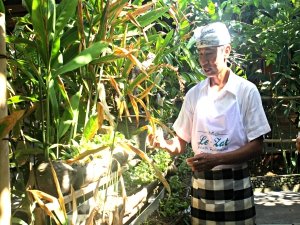 Local man Indonesia