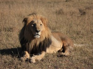 Wild lion laid down