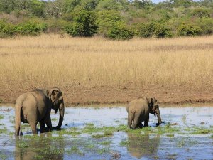Wild elephants Sri Lanka