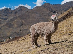 Lares trek llama on mountain