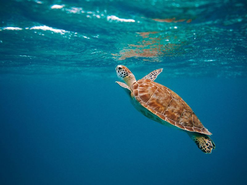 Turtle in the sea