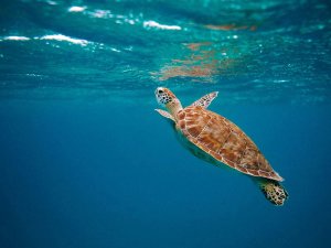Turtle in the sea 