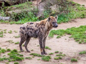 Hyena