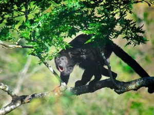Costa rica monkey
