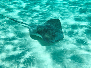 Stingray gliding over a sandy seabed in shallow water, Galápagos