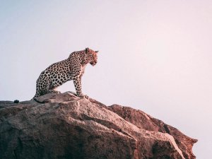 Leopard in South Africa