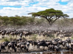 the great migration