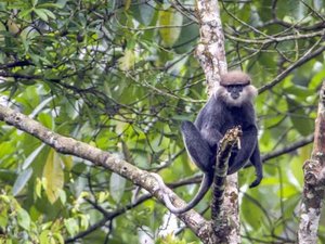 Wild animals in Sri Lanka