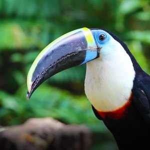 close up picture of a toucan in Brazil