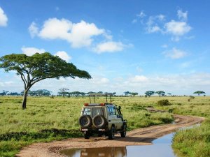 Jeep in Serengeti landscape
