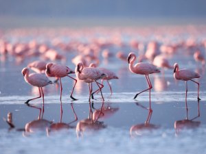 flamingos
