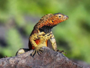 Galápagos lava lizard with orange head and yellow-black patterned body, perched on rock