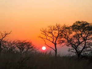 Sabi sands sunset