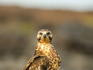 Galápagos hawk staring directly at the camera