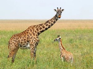 giraffe and baby