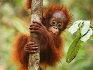 Baby orangutan