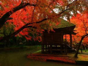 red trees