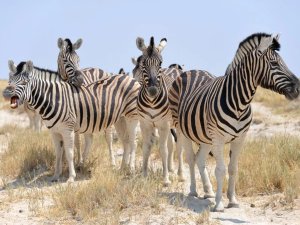 Group of zebra