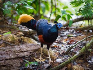 Rare Borneo cuckoo
