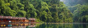 Lush green forest lake