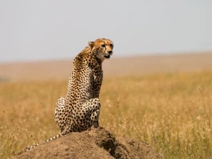 Cheetah Tanzania