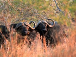 buffalo