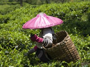 Indonesia local tea picker