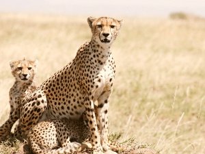 South Africa - safari - cheetah