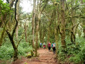 People walking through the jungle near Kilimanjaro