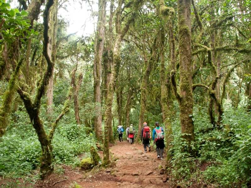 People walking through the jungle near Kilimanjaro