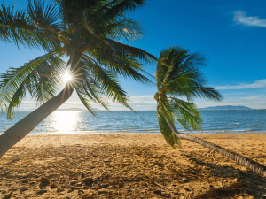 Quy Nhon palm trees on beach