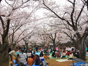 Park cherry blossom