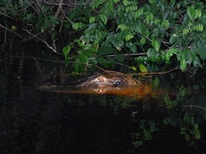 Brazil Caiman in the Amazon river