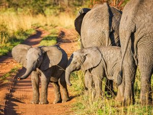 Elephants in Tanzania