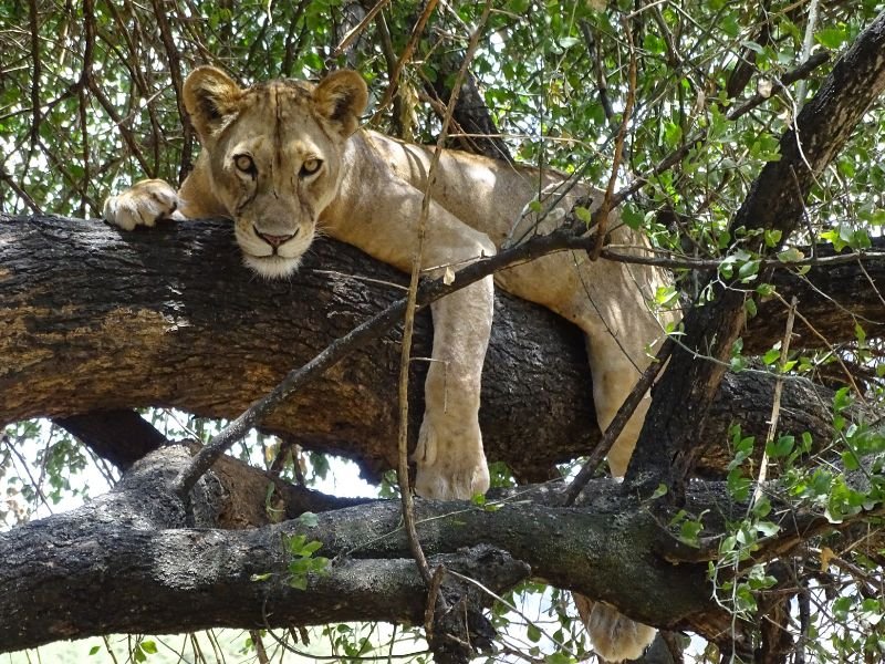 Tree lion laying in tree Lake manyara