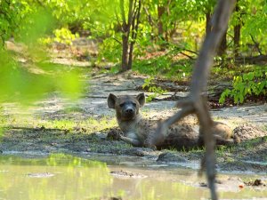 Hyena laid down
